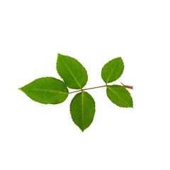 Obraz premium A detailed image of a compound leaf structure from a rose plant, featuring five distinct leaflets.The leaves are green color with visible texture and small droplets On Transparent Background.