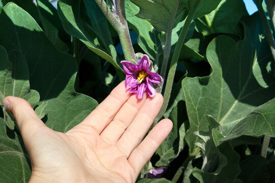 Eggplant flower inspected by gardener or farmer. Eggplant in garden blooming a purple flower with stamen and pistil. Also known as melongene, baigan or Solanum melongena. Selective focus.