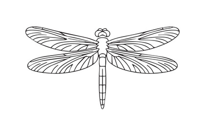 One continuous line illustration of an dragonfly , isolated on white background.