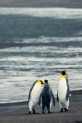 Fototapeta premium King penguins gather on the shore of South Georgia Island in a cool, cloudy weather for a social interaction