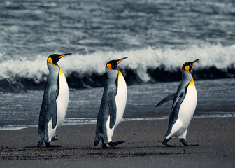 Fototapeta premium King Penguins walking along the shore at South Georgia Island during a cloudy day