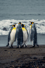 Obraz premium King penguins gather on the beach near the ocean waves at South Georgia Island during a cloudy day