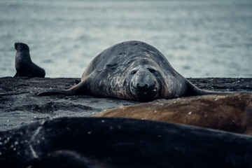Fototapeta premium Seals resting on the beach in South Georgia Island during mid-afternoon light