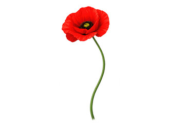 Obraz premium Red poppy flower presenting vibrant petals and a long green stem on transparent background