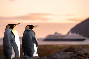 Fototapeta premium King penguins stand on rocks at South Georgia Island with a ship in the background during sunset