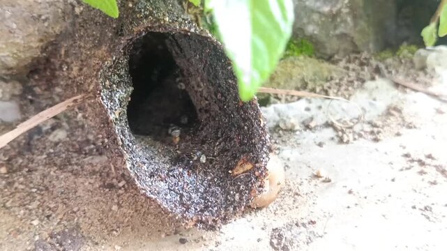 the nests and bees of thelumanceng, kelulut (tetragonula laeviceps), produce honey, propolis and bee bread