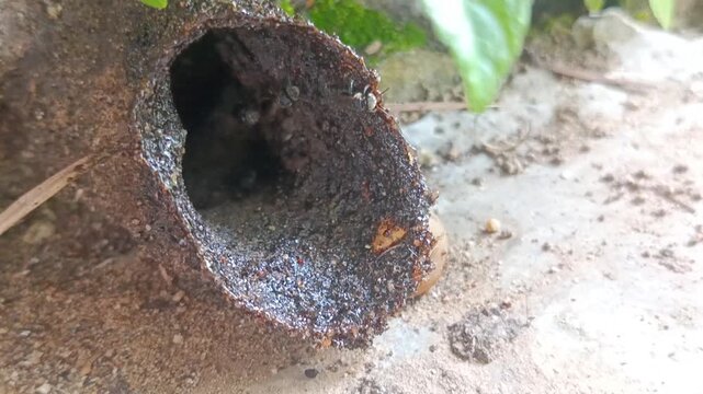 the nests and bees of thelumanceng, kelulut (tetragonula laeviceps), produce honey, propolis and bee bread