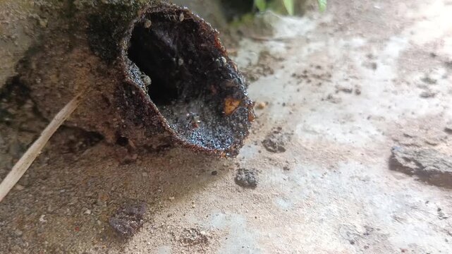the nests and bees of thelumanceng, kelulut (tetragonula laeviceps), produce honey, propolis and bee bread
