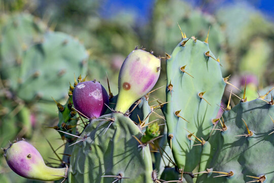 Fruits et feuilles d'un figuier de barbarie