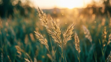 Fototapeta premium wheat field sunset, golden grain ears, rural nature background, summer harvest scene, agricultural landscape art, soft wheat bokeh, warm sunset light, cereal plant photo, natural wheat texture, dry