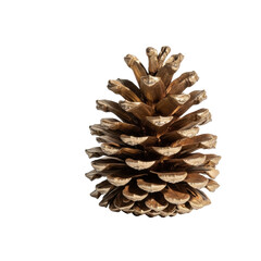 A large, meticulously painted gold metallic pine cone with shimmering, reflective scales on a transparent background, soft shadow, ample negative space, luxurious holiday decoration concept