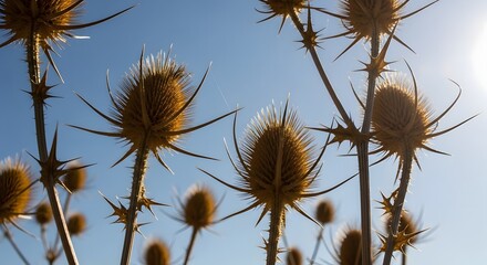 Obraz premium Rustic Aesthetic Thistle Plants Swaying in the Breeze under Clear Blue Sky