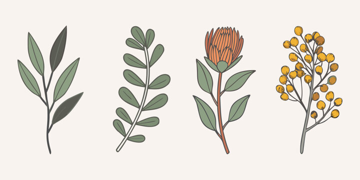 Botanical illustration featuring various plant stems and flowering protea