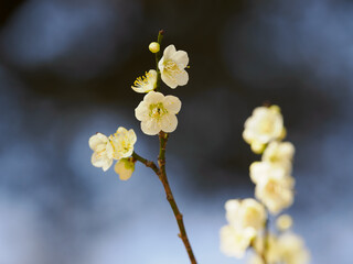 早春に咲く美しい白梅