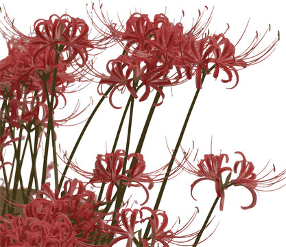 Red spider lily flowers blooming in garden on transparent background