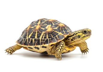 Obraz premium A small turtle with a yellow and black shell on a white background