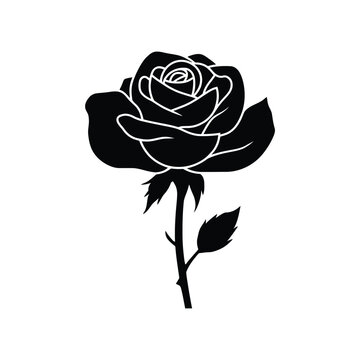 A vintage red rose vector illustration featuring a blooming flower bud and green leaf on a black background creates a nature inspired floral design perfect for art and ornament decoration