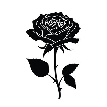 A vintage red rose vector illustration featuring a blooming flower bud and green leaf on a black background creates a nature inspired floral design perfect for art and ornament decoration