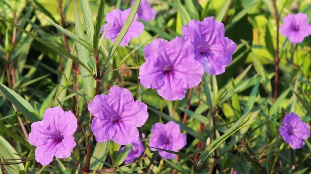 purple flowers, purple flowers on the side of the road