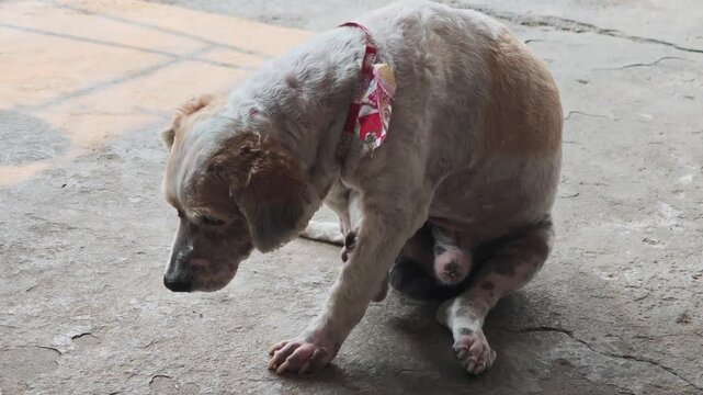 The old dog with mange 
