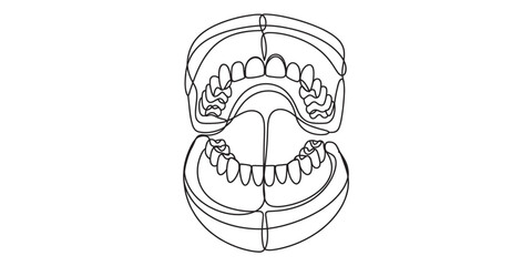 Dental model, open mouth, teeth, jaw, anatomy © DCB Line Stocker