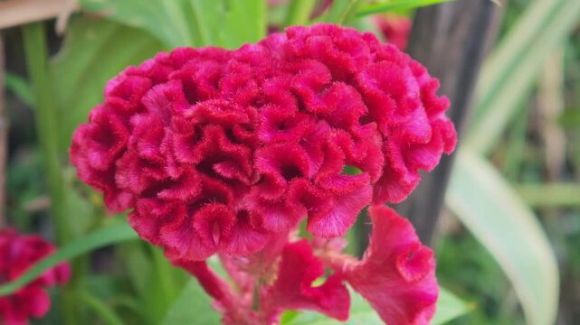 Red flowers, red thread flowers