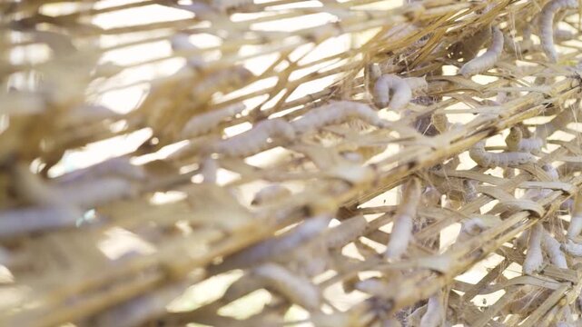 Silkworm cocoons forming on bamboo racks in traditional sericulture farm silk production process