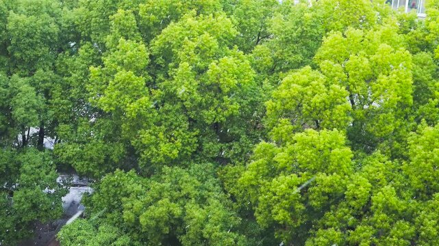 Aerial Forest Canopy with River and Dense Green Woodland
