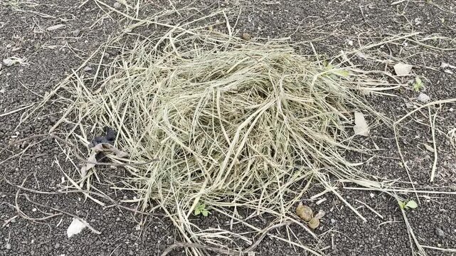 Pile of dry straw and withered grass on agricultural soil