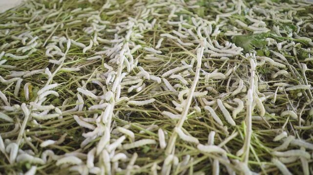 Pile of silkworm larvae feeding on fresh mulberry leaves in sericulture silk farming process