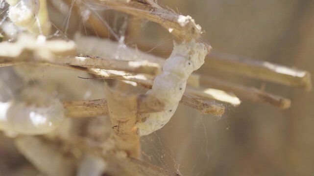 Close up silk thread pulled from silkworm cocoon during silk extraction process in sericulture industry