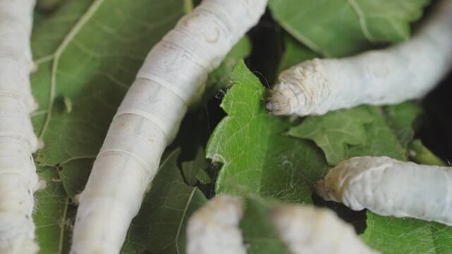 Close up silkworm larvae eating mulberry leaves during silk farming process in sericulture