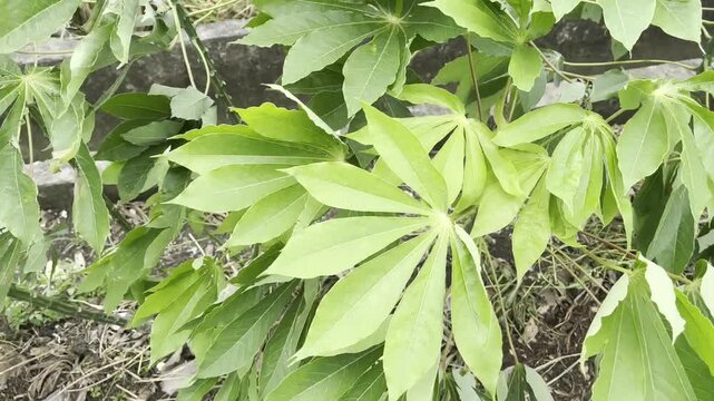 Close up of fresh green cassava leaves in a tropical plantation