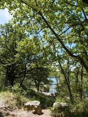 Fototapeta premium (Quercus pubescens) Une haie de chênes pubescents ou de chênes blancs de Provence au feuillage dense, bordant une petite plage d'un lac méditerranéen 