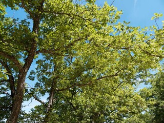 Ch&ecirc;nes pubescents (Quercus pubescens). Arbres aux troncs noirs, rugueux et fissur&eacute;s avec des branches tortueuses couverts de feuilles vertes et lob&eacute;es &agrave; l'extr&ecirc;mit&eacute; de rameaux