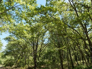 Obraz premium (Quercus pubescens) Chênaie provençale composée principalement de chênes pubescents bordant un maquis de végétation sauvage, principalement composé de genêts et de fougères 