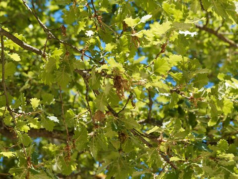 (Quercus pubescens) Ch&ecirc;ne pubescent ou ch&ecirc;ne blanc de Provence &agrave; floraison printanni&egrave;re de ch&acirc;tons en grappes jaun&acirc;tres pendants au bout de rameaux

