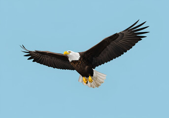 Fototapeta premium Majestic Bald Eagle Soaring Through a Clear Blue Sky.