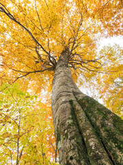 ブナを見上げる