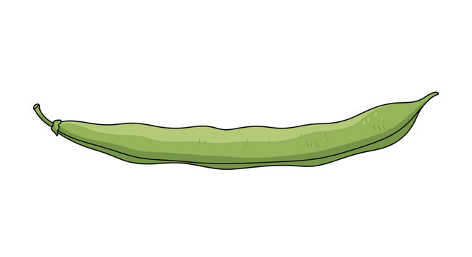 Single fresh green bean pod is illustrated in a detailed and natural style with subtle textures and a curved shape on a plain white background.
