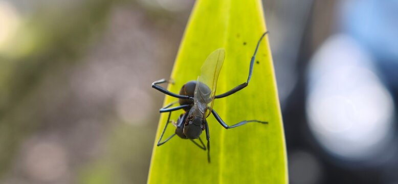 Close up of a large black ant with wings (Alate) climbing on a vibrant green leaf in nature.