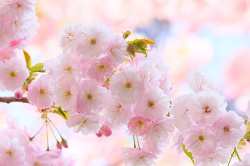 満開の八重桜