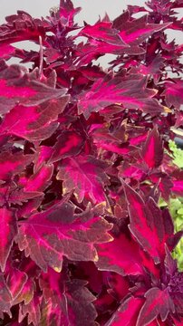 Close-up view of beautiful burgundy Royalty Coleus (Latin: Coleus scutellarioides) in flowerbed in city park on sunny summer day. Vertical video. Ornamental floriculture