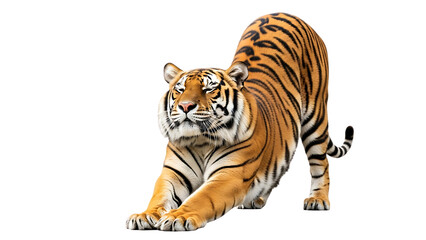Obraz premium Tiger Stretching Isolated with a Transparent Background
