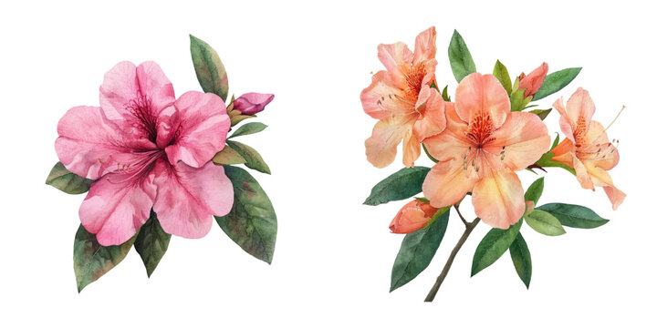 azalea flower watercolor vector illustration