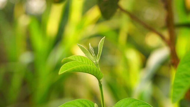 Green young guava plant leaves in the garden