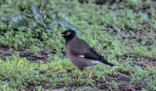 Myna black winged blackbird