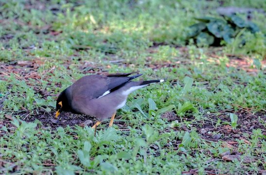 Myna red winged blackbird