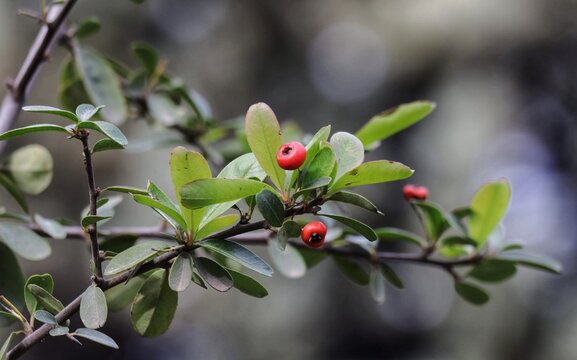 Pyracantha red berries 