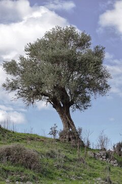Olive tree and sky